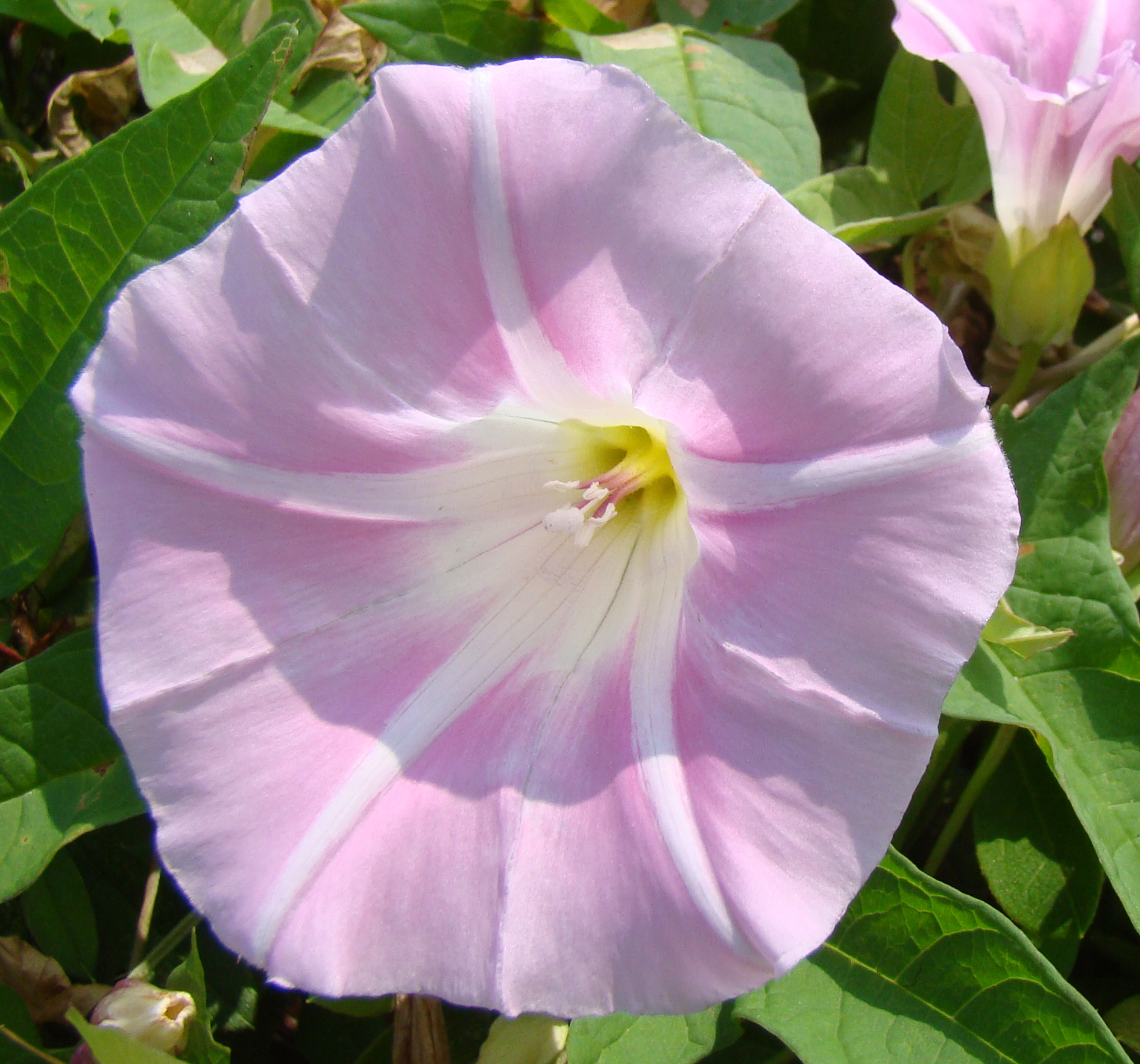 hirugao10_large.jpg